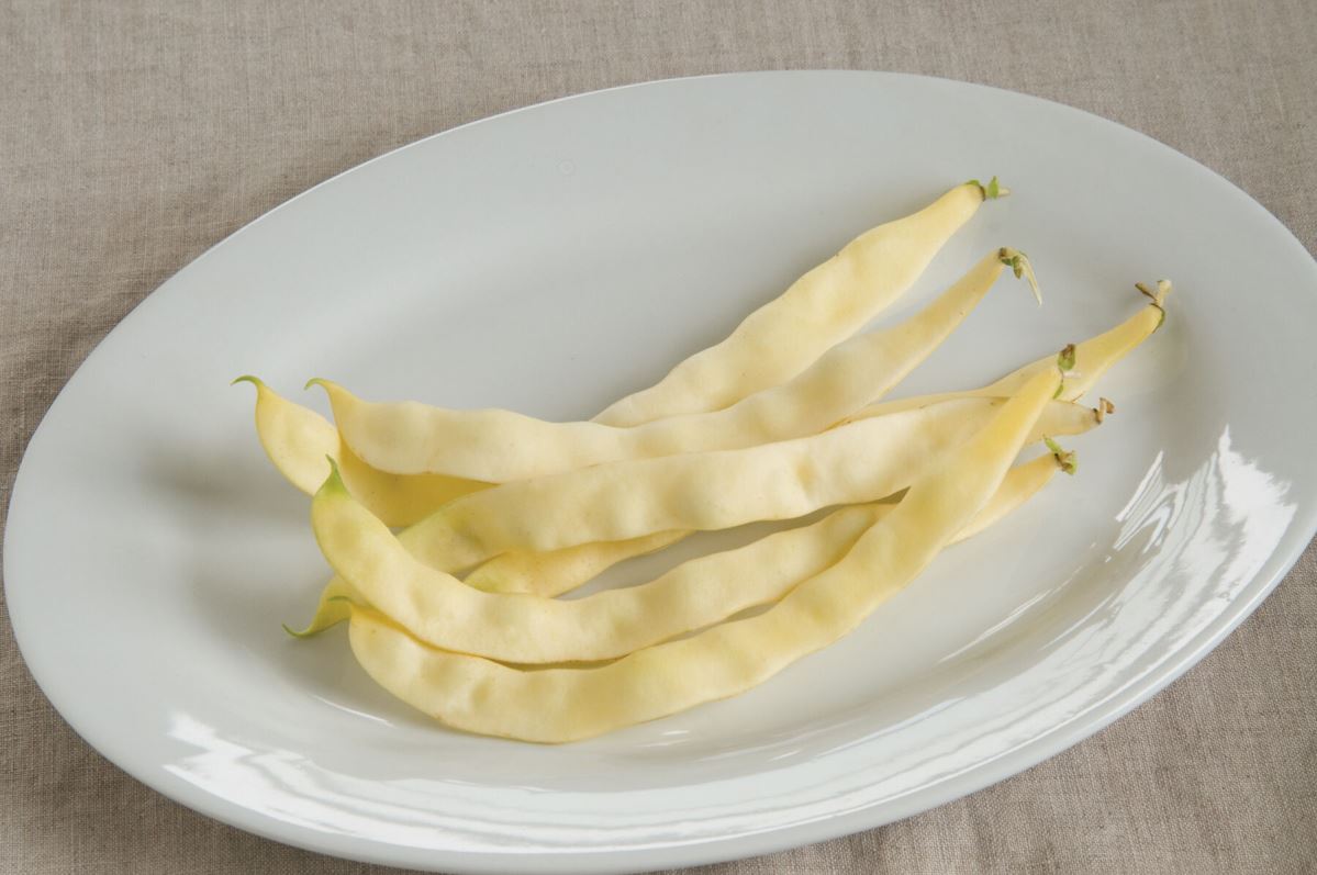 Marvel of Venice – Bean Seed